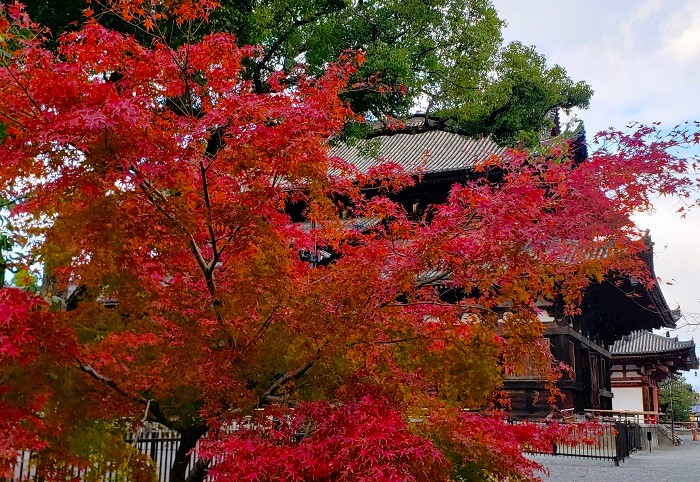 京都「東寺」紅葉